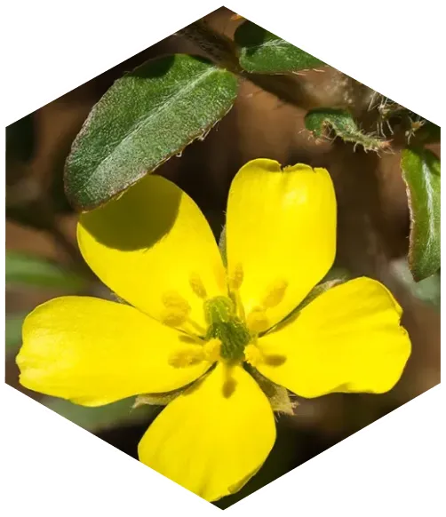 ingredient-img