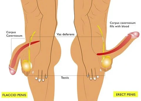 Blood flow diagram